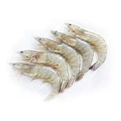 White Shrimp Head-On 30/40